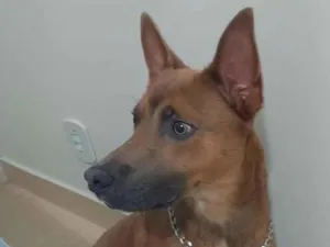 Cachorro raça Basset-Cofap idade 3 anos nome Zazzu