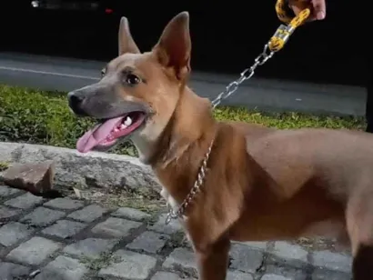 Gato raça SRD-ViraLata idade 3 anos nome Zazzu