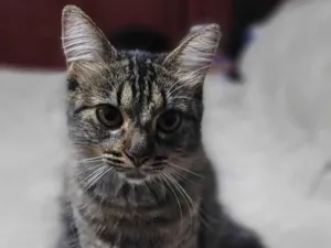 Gato raça SRD-ViraLata idade 1 ano nome Regina