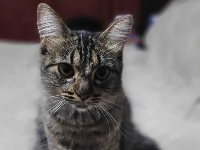 Gato raça SRD-ViraLata idade 1 ano nome Regina