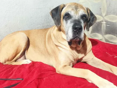 Cachorro raça Fila idade 6 ou mais anos nome Galáxia