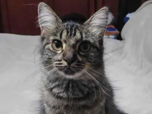 Gato raça SRD-ViraLata idade 1 ano nome Regina