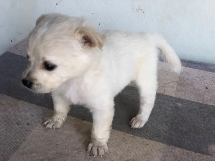 Cachorro raça SRD-ViraLata idade 2 a 6 meses nome Filhotes variados