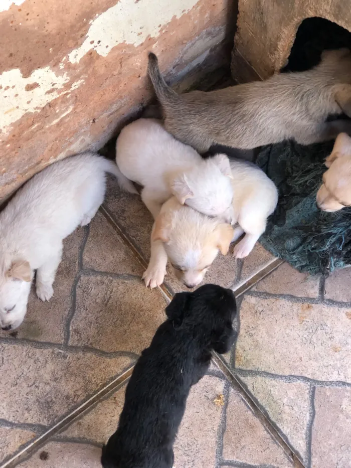 Cachorro raça SRD-ViraLata idade 2 a 6 meses nome Filhotes variados