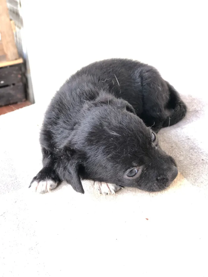 Cachorro raça SRD-ViraLata idade 2 a 6 meses nome Filhotes variados