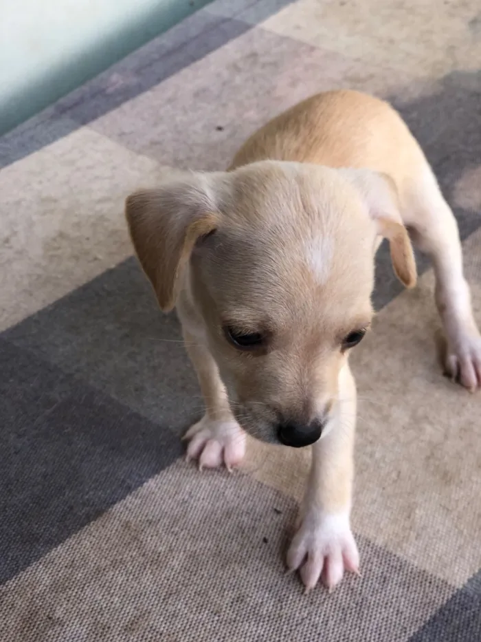Cachorro raça SRD-ViraLata idade 2 a 6 meses nome Filhotes variados