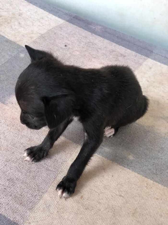 Cachorro raça SRD-ViraLata idade 2 a 6 meses nome Filhotes variados