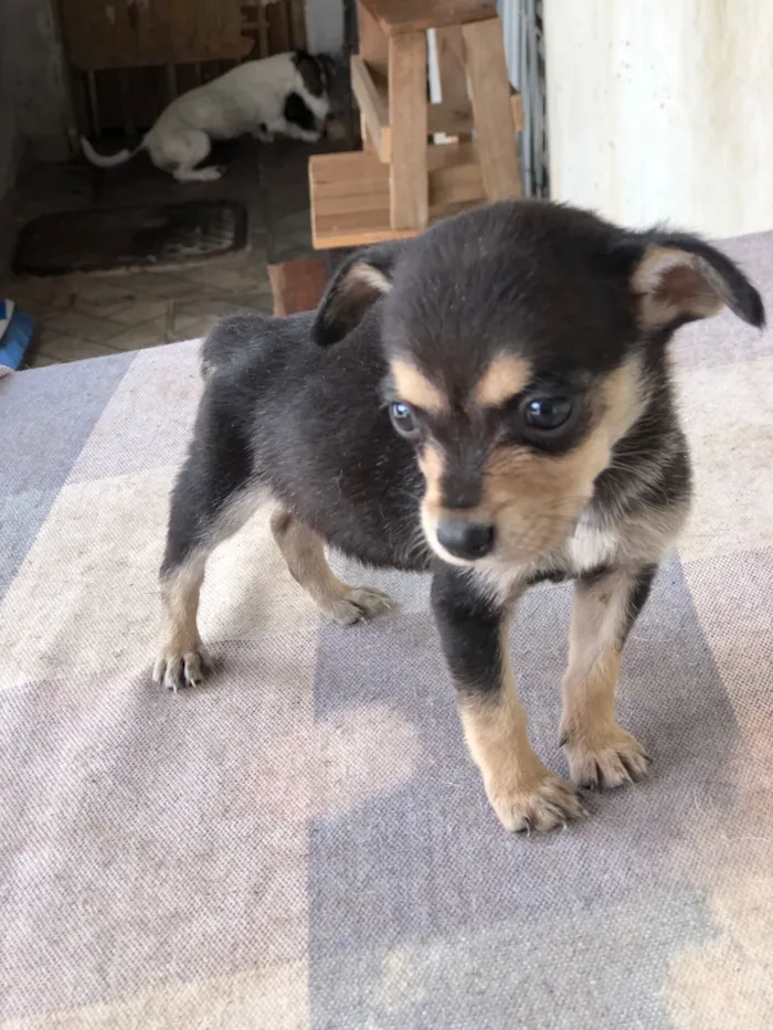Cachorro raça SRD-ViraLata idade 2 a 6 meses nome Filhotes variados
