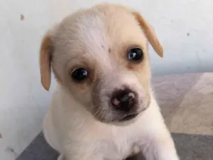 Cachorro raça SRD-ViraLata idade 2 a 6 meses nome Filhotes variados