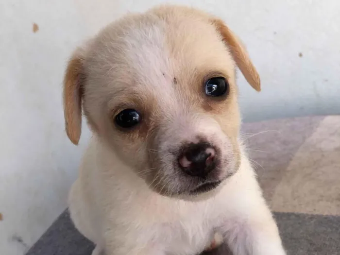 Cachorro raça SRD-ViraLata idade 2 a 6 meses nome Filhotes variados
