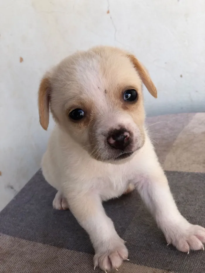 Cachorro raça SRD-ViraLata idade 2 a 6 meses nome Filhotes de cachorro diversos 