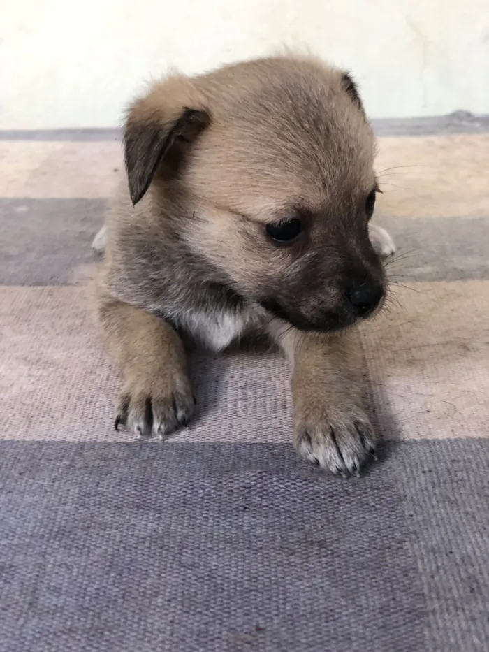 Cachorro raça SRD-ViraLata idade 2 a 6 meses nome Filhotes de cachorro diversos 