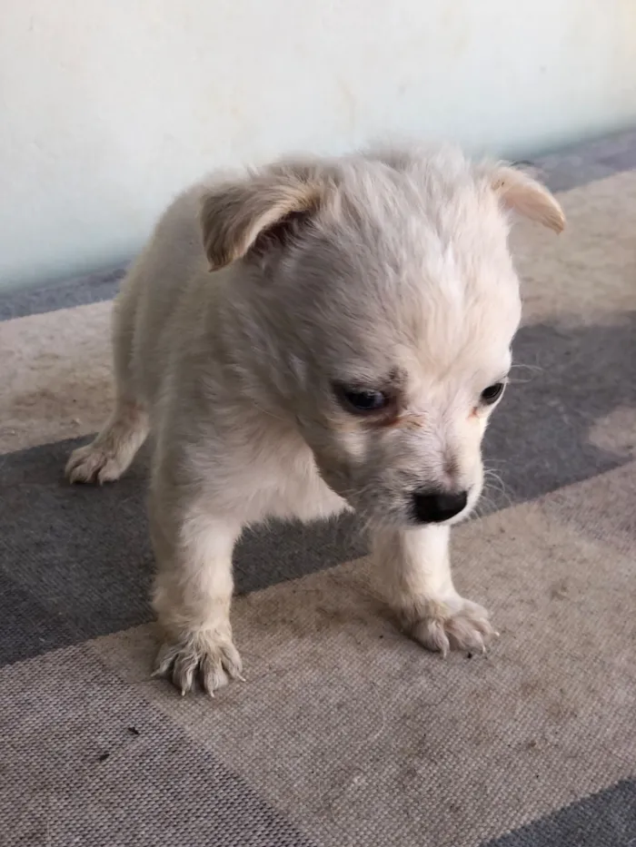 Cachorro raça SRD-ViraLata idade 2 a 6 meses nome Filhotes de cachorro diversos 