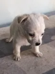 Filhotes de cachorro diversos