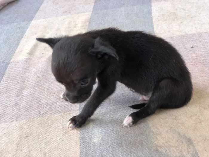 Cachorro raça SRD-ViraLata idade 2 a 6 meses nome Filhotes de cachorro diversos 