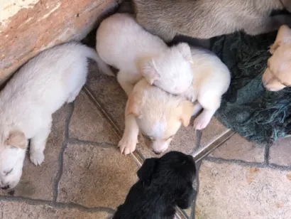 Cachorro raça SRD-ViraLata idade 2 a 6 meses nome Filhotes de cachorro diversos 