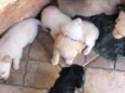 Filhotes de cachorro diversos
