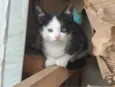 Gatinhos para doação responsável 
