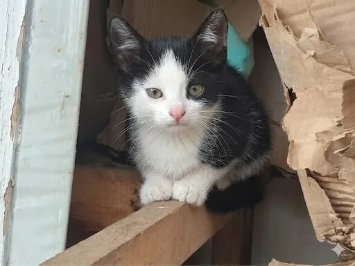 Gato raça SRD-ViraLata idade 2 a 6 meses nome Gatinhos para doação responsável 
