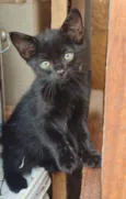 Gatinhos para doação responsável 