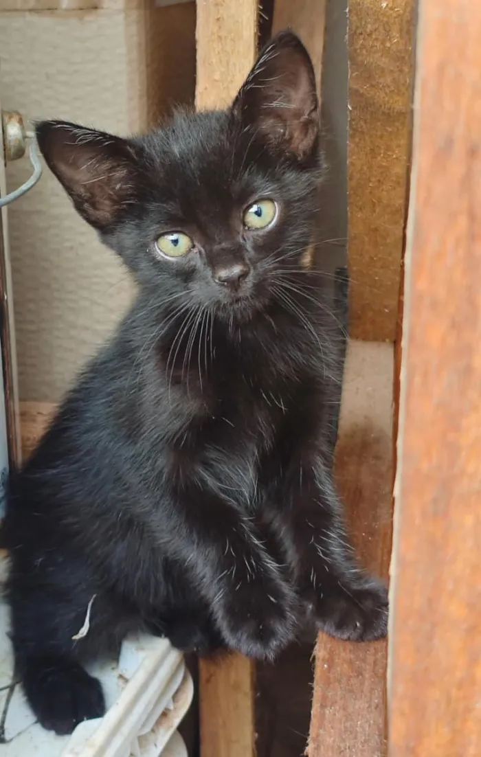 Gato raça SRD-ViraLata idade 2 a 6 meses nome Gatinhos para doação responsável 