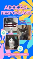 Gatinhos para doação responsável 
