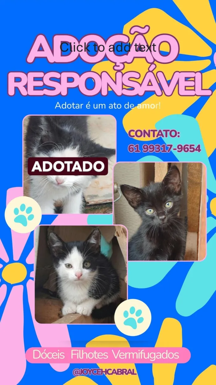 Gato raça SRD-ViraLata idade 2 a 6 meses nome Gatinhos para doação responsável 