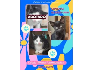 Gato raça SRD-ViraLata idade 2 a 6 meses nome Gatinhos para doação responsável 