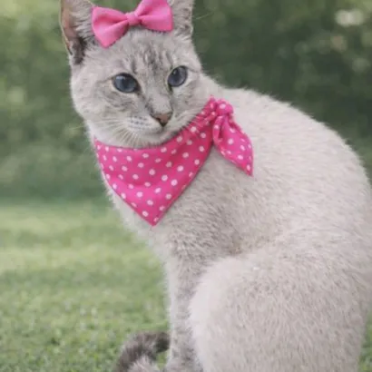 Gato raça Siamês idade 7 a 11 meses nome Dory 