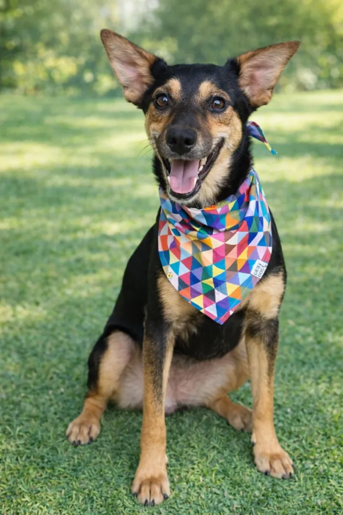 Cachorro raça SRD-ViraLata idade 1 ano nome Emily