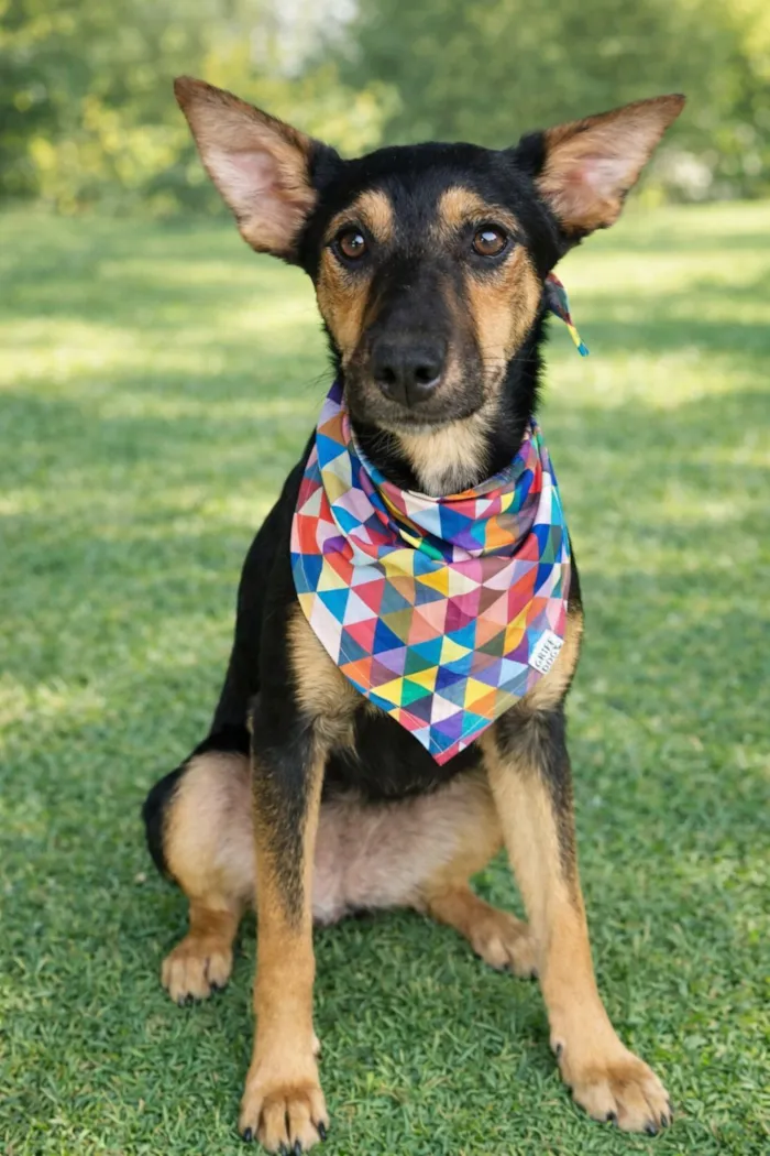 Cachorro raça SRD-ViraLata idade 1 ano nome Emily