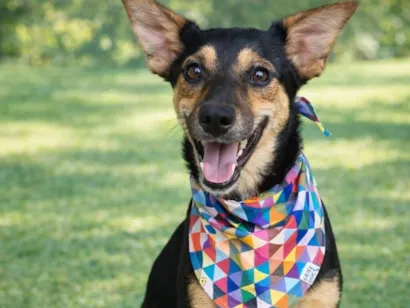 Cachorro raça SRD-ViraLata idade 1 ano nome Emily