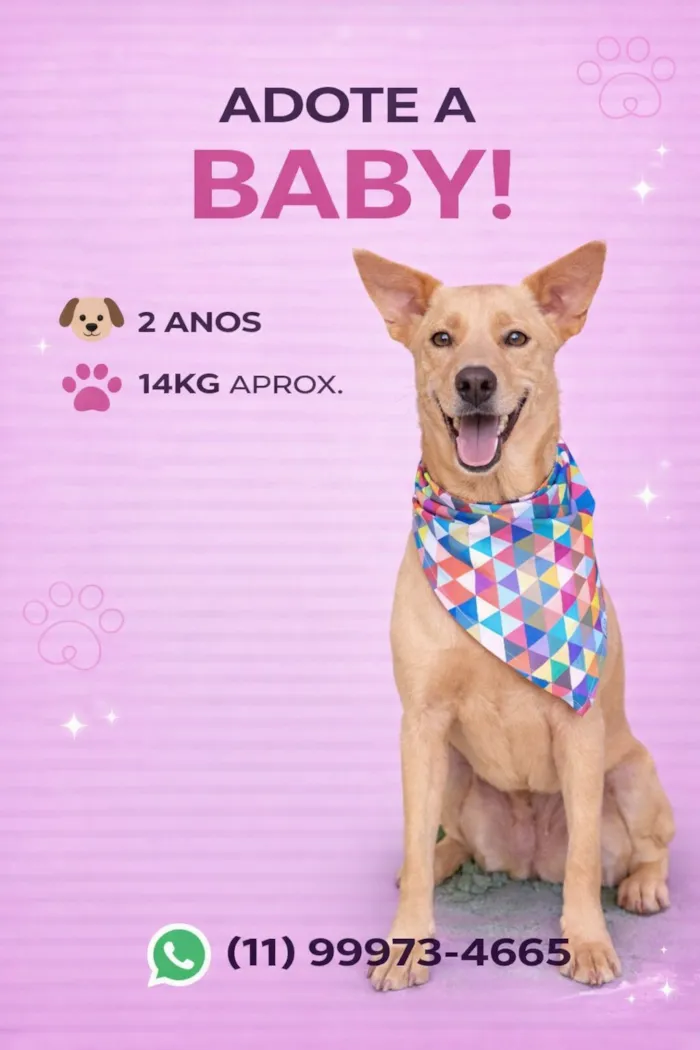 Cachorro raça SRD-ViraLata idade 2 anos nome Baby