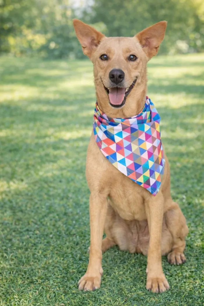 Cachorro raça SRD-ViraLata idade 2 anos nome Baby