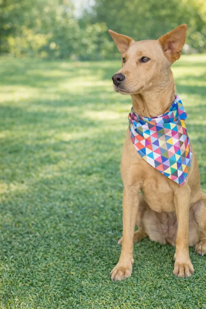 Cachorro raça SRD-ViraLata idade 2 anos nome Baby