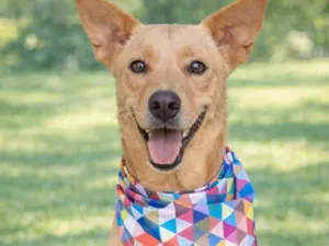 Cachorro raça SRD-ViraLata idade 2 anos nome Baby