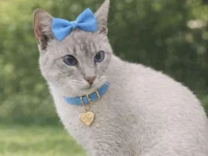 Gato raça Siamês idade 7 a 11 meses nome Dory 