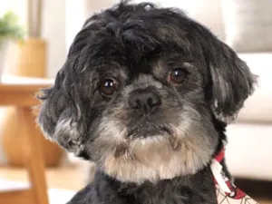 Cachorro raça Shitzu idade 6 ou mais anos nome Chico 