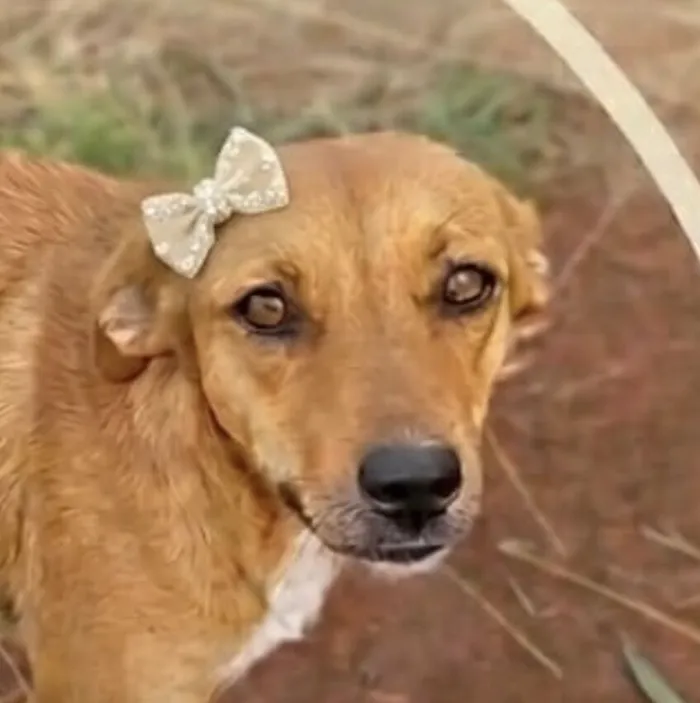 Cachorro raça SRD-ViraLata idade 7 a 11 meses nome Anne 