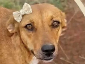 Cachorro raça SRD-ViraLata idade 7 a 11 meses nome Anne 