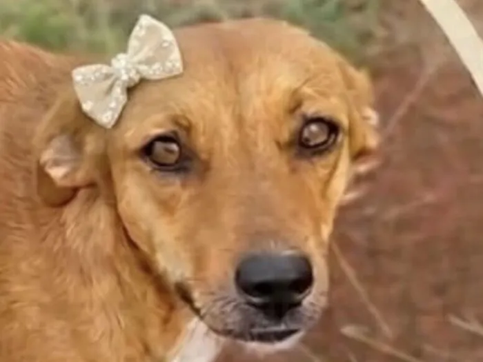 Cachorro raça SRD-ViraLata idade 7 a 11 meses nome Anne 