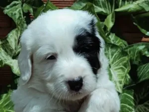 Cachorro raça SRD-ViraLata idade 2 a 6 meses nome Apolo 