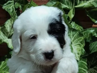 Cachorro raça SRD-ViraLata idade 2 a 6 meses nome Apolo 