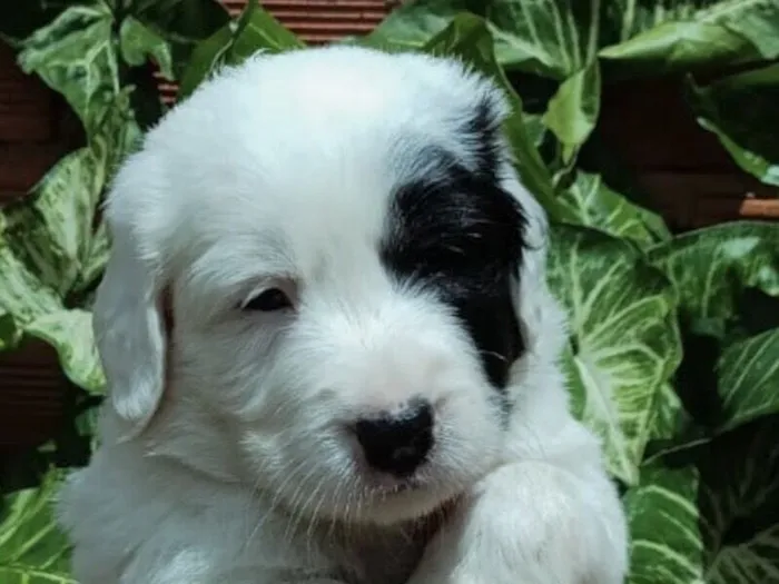 Cachorro raça SRD-ViraLata idade 2 a 6 meses nome Apolo 