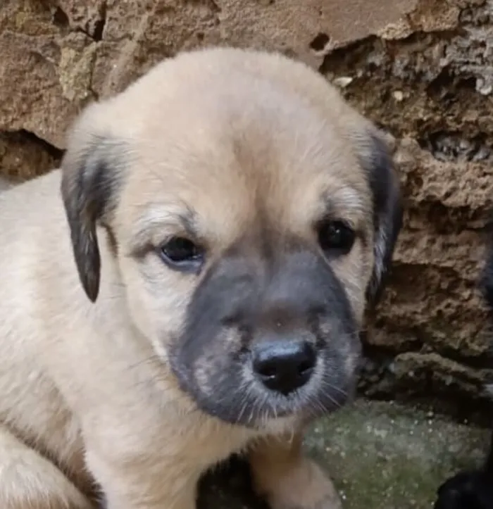 Cachorro raça SRD-ViraLata idade 2 a 6 meses nome Luke 
