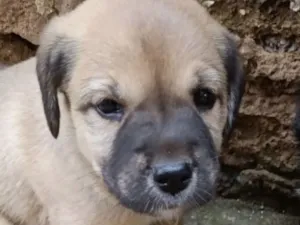 Cachorro raça SRD-ViraLata idade 2 a 6 meses nome Luke 