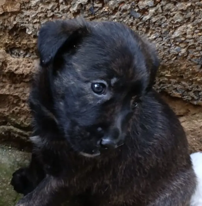 Cachorro raça SRD-ViraLata idade 2 a 6 meses nome Zeus 