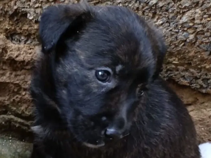 Cachorro raça SRD-ViraLata idade 2 a 6 meses nome Zeus 