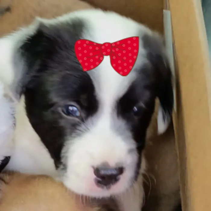 Cachorro raça SRD-ViraLata idade 2 a 6 meses nome Bebel 