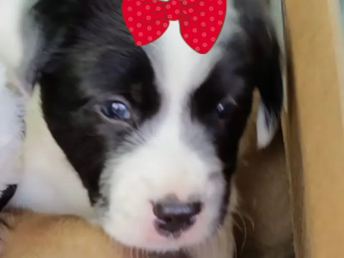 Cachorro raça SRD-ViraLata idade 2 a 6 meses nome Bebel 